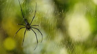 Random Penis Suffers Venomous Spider Bite